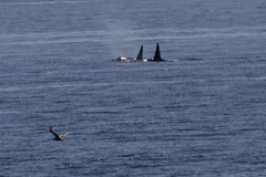 Orcinus orca