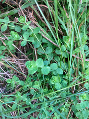 Hypericum anagalloides