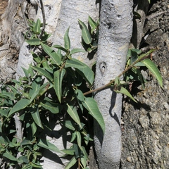 Ficus cordata cordata