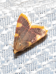 Hypsopygia