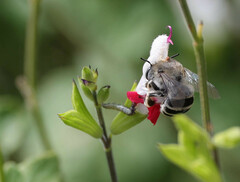 Anthophora urbana