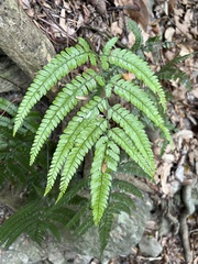 Arachniodes aristata