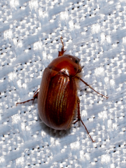 Scarabaeidae