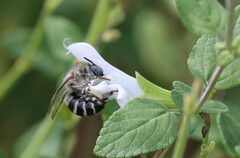 Anthophora urbana