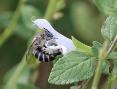 Anthophora urbana