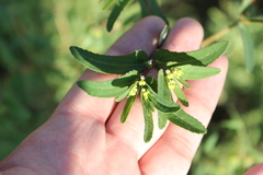 Euphorbia nutans