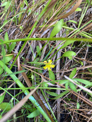 Ranunculus flammula