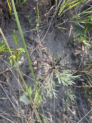 Artemisia campestris caudata