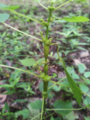 Neolasioptera boehmeriae