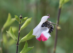 Anthophora urbana