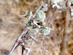 Rhopalomyia cramboides