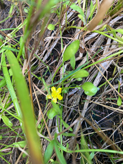 Ranunculus flammula
