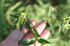 Euphorbia nutans