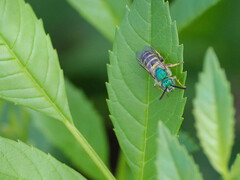 Agapostemon texanus