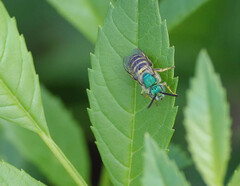 Agapostemon texanus