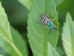 Agapostemon texanus