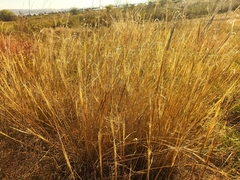 Stipa