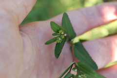Euphorbia nutans