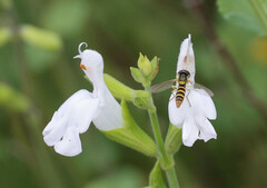 Sphaerophoria contigua