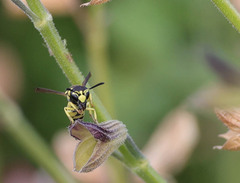 Antepipona