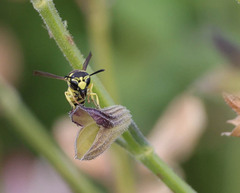 Antepipona