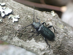 Cerambycoidea