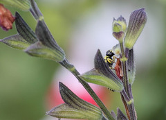 Antepipona