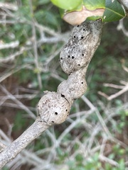Callirhytis quercusbatatoides