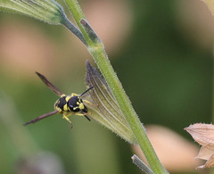 Antepipona