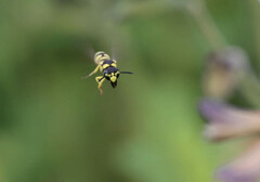 Antepipona
