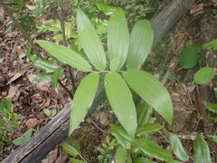Maianthemum