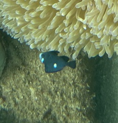 Dascyllus trimaculatus