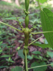 Neolasioptera boehmeriae