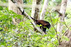 Alouatta palliata