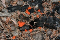 Pulvinula archeri