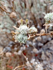 Rhopalomyia cramboides