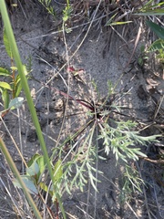 Artemisia campestris caudata