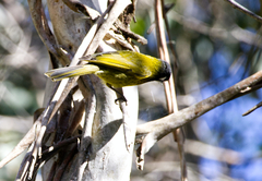 Nesoptilotis leucotis