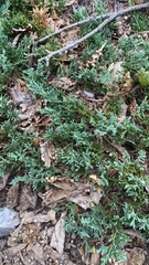 Juniperus horizontalis