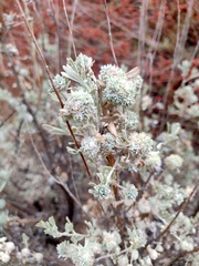 Rhopalomyia cramboides