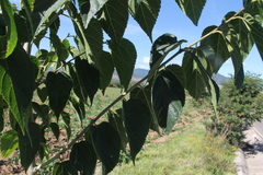 Morus nigra