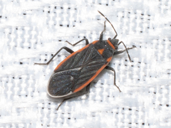 Melacoryphus lateralis