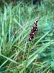 Carex stipata