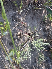 Artemisia campestris caudata