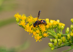 Euodynerus hidalgo