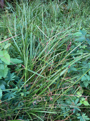 Carex stipata