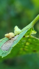 Celticecis pyriformis