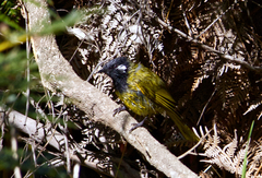 Nesoptilotis leucotis