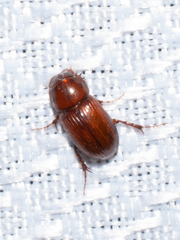 Aphodiinae