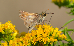 Atalopedes campestris